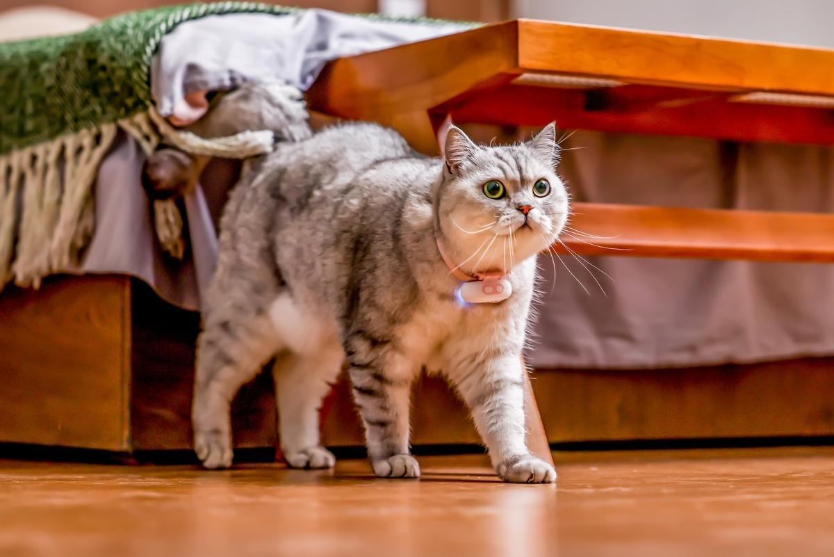 Can a Gadget Really Make Your Pet Fluent in Human?